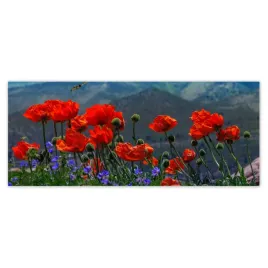 fototapety-250x104-czerwone-maki-kwiaty