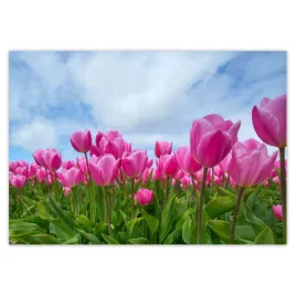 fototapety-416x290-tulipany-kwiaty-kwiatki