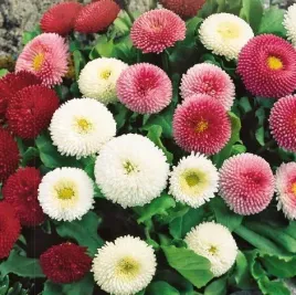 stokrotka-pomponowa-mix-nasiona-kwiatow-10g-toraf