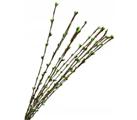 10x-bazie-galazka-bazia-stroik-wielkanoc-65cm-10szt