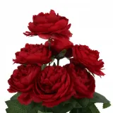 bukiet-peonia-47-cm-czerwony-kod-producenta-0000