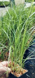 cyperus-longus-cibora-dluga-dekoracyjna-roslina-do-oczka-ogrodu