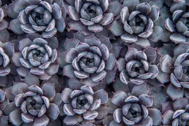 rojnik-ogrodowy-aquila-sempervivum-hybridum