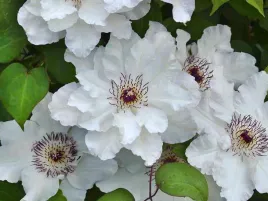 powojnik-clematis-maria-kaczynska-sniezna-biel-c2