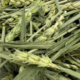 ziele-pszenicy-500g-karma-ziola-dla-krolika-swinki-gryzoni-przysmak-champi