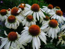 jezowka-purpurowa-biala-alba-w-doniczce-p11-do-ogrodu-na-taras-wieloletnia