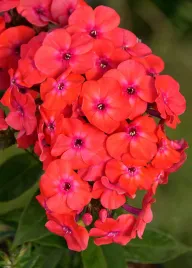 floks-wiechowaty-czerwony-flame-watermelon-p11-do-ogrodu-wieloletni-30cm