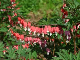 serduszka-okazala-valentine-czerwona-sadzonka-p9-kwiaty-w-ksztalcie-serca