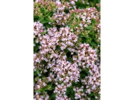 oregano-zwyczajne-compactum-lebiodka-sadzonka-p9-rozowe-kwiaty