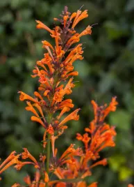 klosowiec-kudos-mandarin-agastache-hybrida