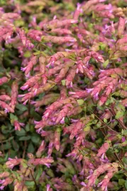 oregano-bristol-cross-origanum-vulgare