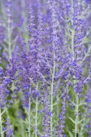 perowskia-lobodolistna-little-spire-perovskia-atriplicifolia