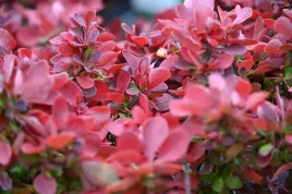 berberys-thunberga-ruby-star-berberis-thunbergii