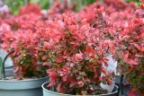 berberys-thunberga-ruby-star-berberis-thunbergii-kolor-kwiatow-zolte