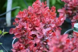 berberys-thunberga-ruby-star-berberis-thunbergii-rodzaj-rosliny-berberysy