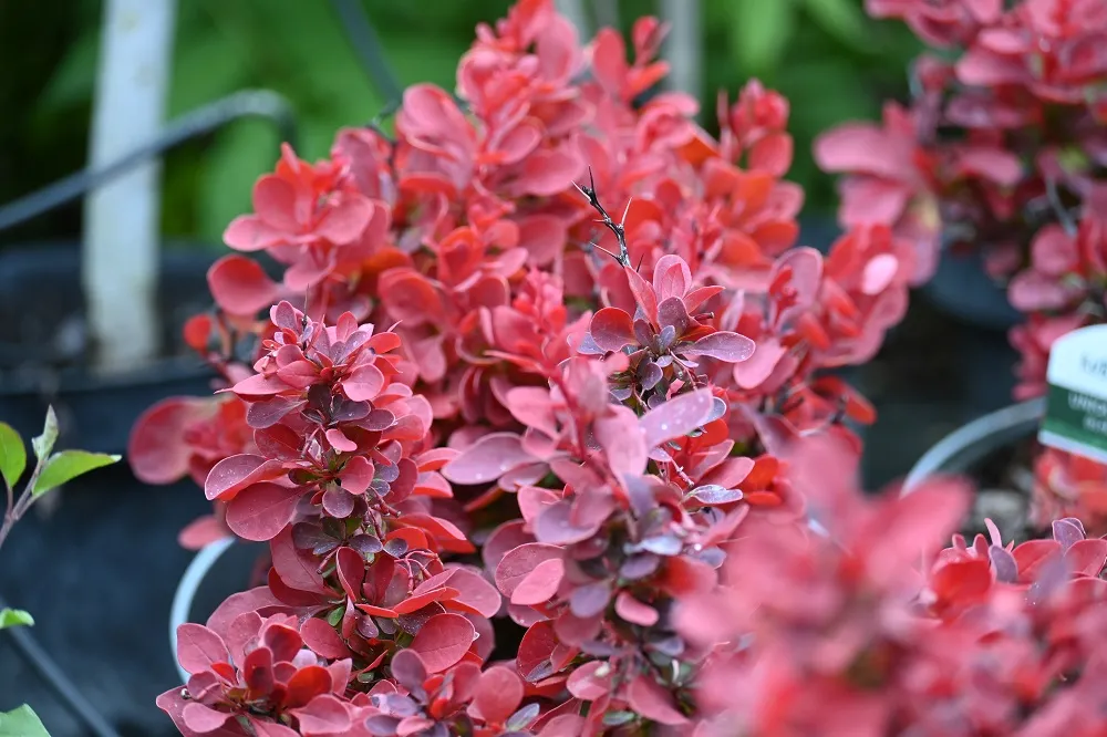 berberys-thunberga-ruby-star-berberis-thunbergii