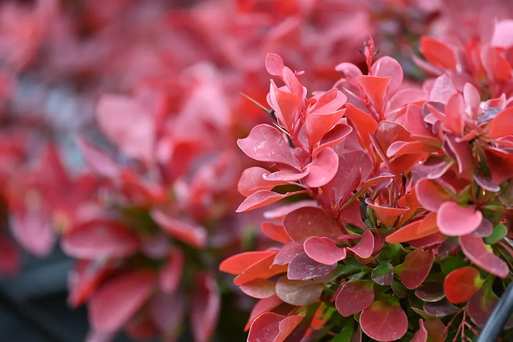 berberys-thunberga-ruby-star-berberis-thunbergii-kolor-kwiatow-zolte