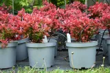 berberys-thunberga-ruby-star-berberis-thunbergii-wysokosc-sadzonki-20-30-cm