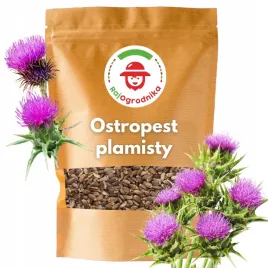 ostropest-plamisty-100g-dla-pszczol-na-poplon-rekultywacje-gleby-miododajny