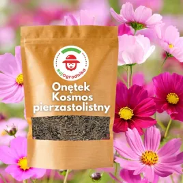 onetek-kosmos-nasiona-500g-piekne-kwiaty-miododajne-i-latwe-w-uprawie