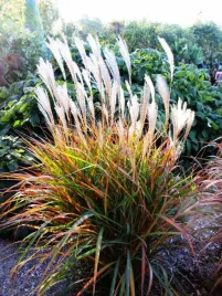 miskant-chinski-fioletowy-purpurescens-sadzonka-w-c2-do-ogrodu-na-taras