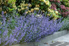 kocimietka-fioletowa-six-hills-giant-w-doniczce-c2-do-ogrodu-przyciaga-moty