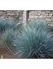 wydmuchrzyca-piaskowa-niebieska-w-donicy-c3-ekspansywna-trawa-do-ogrodu