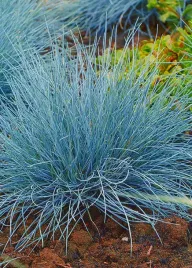 kostrzewa-sina-niebieska-trawa-w-doniczce-c1-5-do-ogrodu-na-skalniak