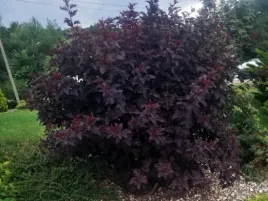 pecherznica-kalinolistna-bordowa-red-baron-w-doniczce-c2-do-ogrodu-na-zywop