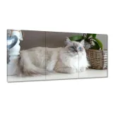 obrazy-60x30-kot-rasy-ragdoll