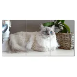 obrazy-60x30-kot-rasy-ragdoll-stan-nowy