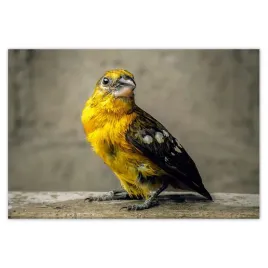 baner-200x135-odbicie-w-wodzie-ptaszek