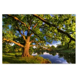 baner-200x135-dab-w-rogalinie-zachod