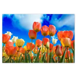 baner-200x135-kolorowe-tulipany-kwiaty