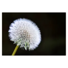 baner-200x135-dmuchawiec-kwiat-kwiatki