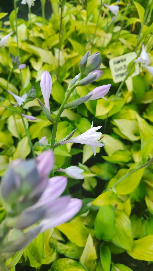 funkia-hosta-gold-standard-do-ogrodu