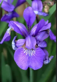 irys-roznobarwny-versicolor-niebieski-do-ogrodu-i-wokol-oczka