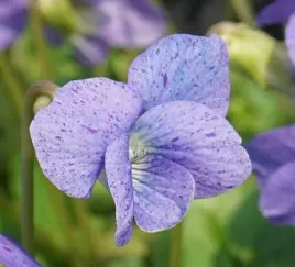 fiolek-dark-frekles-ogrodowy-wieloletni-motylkowe-kwiaty-nakrapiany-fiolet