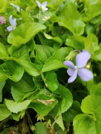 fiolek-niebieski-viola-sororia-ogrodowy-wieloletni-kwiaty