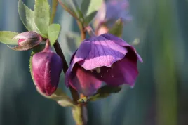 ciemiernik-helleborus-purple-single-ciemne-kwiaty-zimy