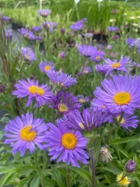 aster-alpinus-goliath-fioletowe-kwiaty-wabi-motyle