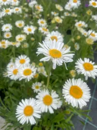 aster-alpejski-alpinus-albus-biale-kwiaty
