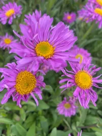 aster-alpinus-happy-end-piekne-rozowe-kwiaty