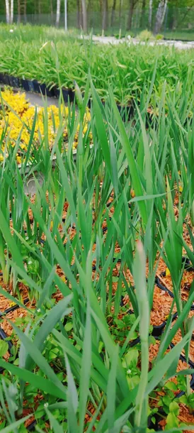 irys-syberyjski-peacock-butterfly-iris-banish-misfortune-kod-producenta-wodne-rosliny-pl