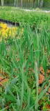 irys-syberyjski-peacock-butterfly-iris-banish-misfortune-kod-producenta-wodne-rosliny-pl