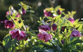 ciemiernik-hgc-spring-promise-elly-helleborus-x-hybridus