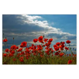 baner-155x105-mak-maki-kwiaty-kwiatki