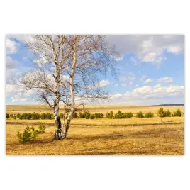 baner-185x125-brzoza-na-polu-pejzaz