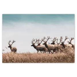 baner-155x105-stado-jeleni-rogi-rog