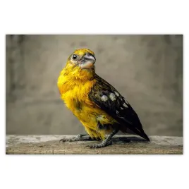 baner-155x105-odbicie-w-wodzie-ptaszek